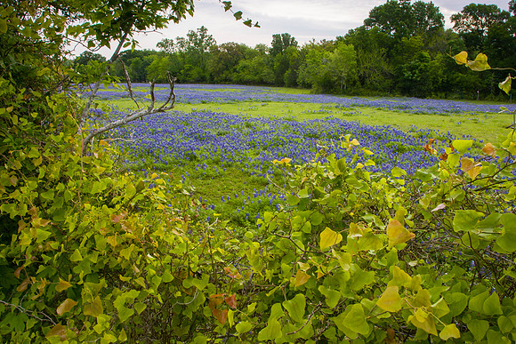 8 Bluebonnet blooms KAC40745