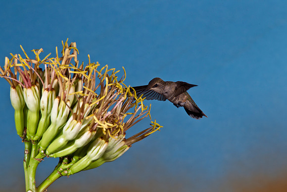 Black-chinned Hummingbird KAC1798