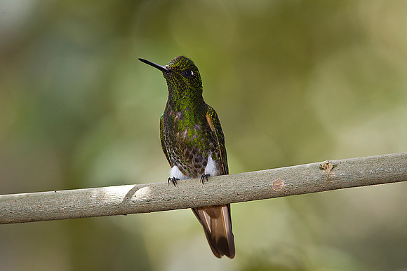 Buff-tailed coronet hummingbird KAC0336