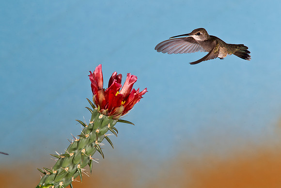 Black-chinned Hummingbird KAC1866