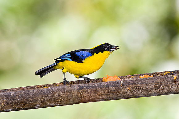 Blue-winged mountain-tanager KAC7520