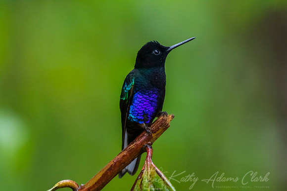Velvet-purple coronet hummingbird KAC9643