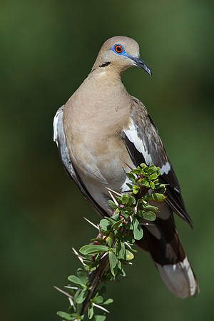 White-winged dove KAC1445