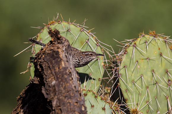 Cactus wren KAC8883