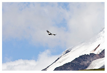 Andean condor KAC0005 copy
