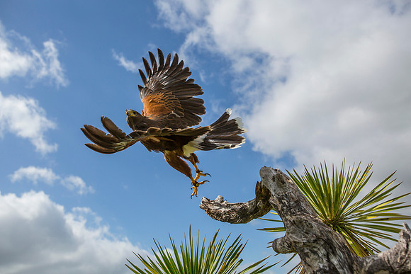 Harris's hawk KAC7685