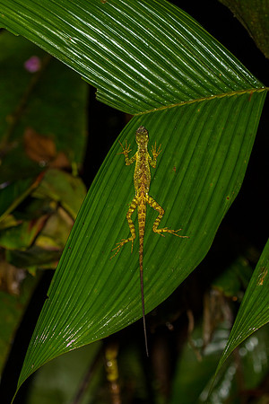 Equatorial Anole KAC0476
