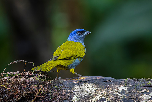 Blue-capped tanager KAC9831
