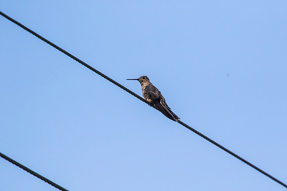 Giant hummingbird KAC8774