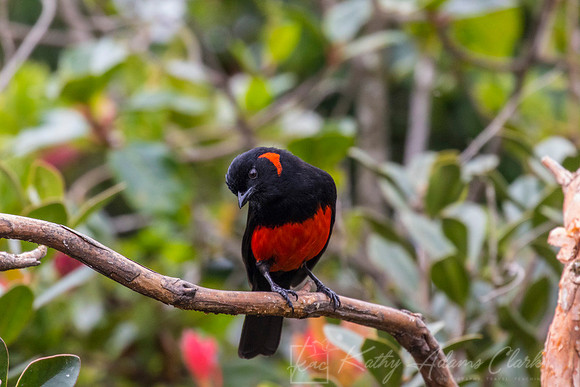Scarlet-bellied mountain-tanager KAC9254