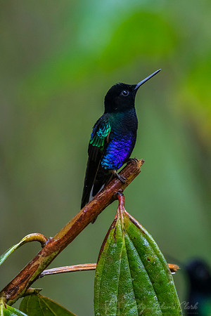 Velvet-purple coronet hummingbird KAC9642