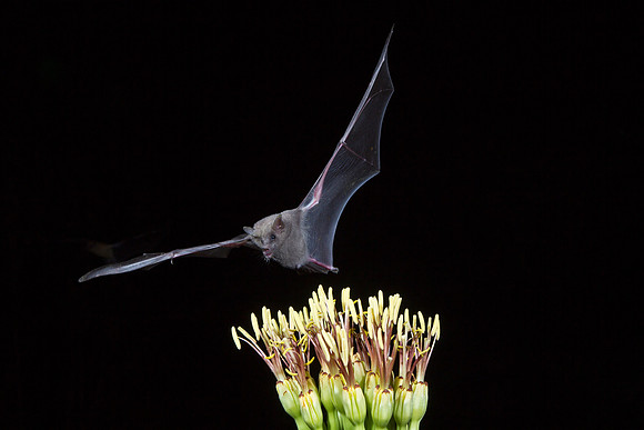 Mexican Long-tongued Bat KAC2052
