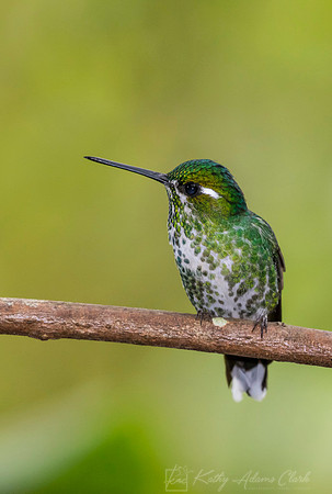 Purple-bibbed whitetip hummingbird KAC9323
