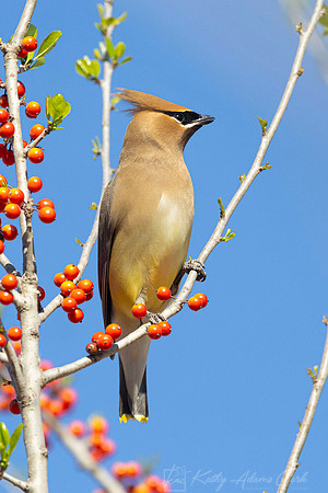 Cedar waxwing KAC1944