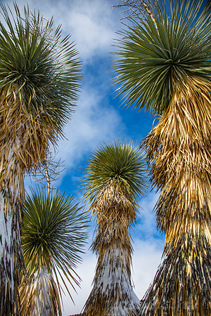 Soaptree Yucca KAC0062