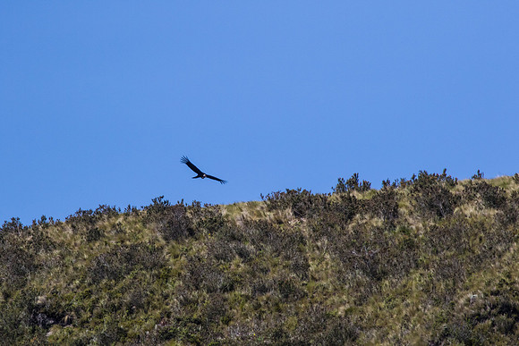 Andean Condor KAC8422
