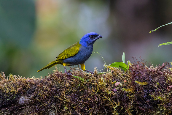 Blue-capped tanager KAC9860