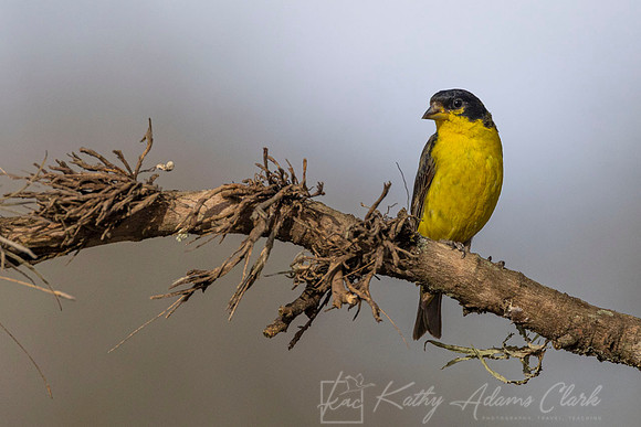 Lesser goldfinch KAC2905