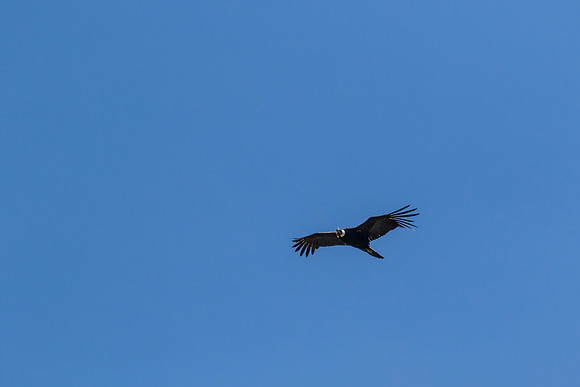 Andean Condor KAC8488