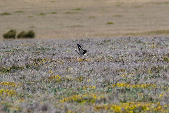 Andean lapwing KAC8697