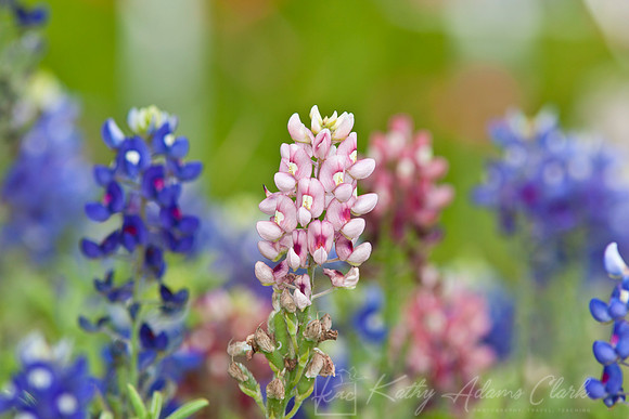 Bluebonnet Aggie variety KAC7928
