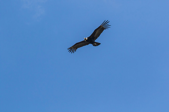Andean Condor KAC8495