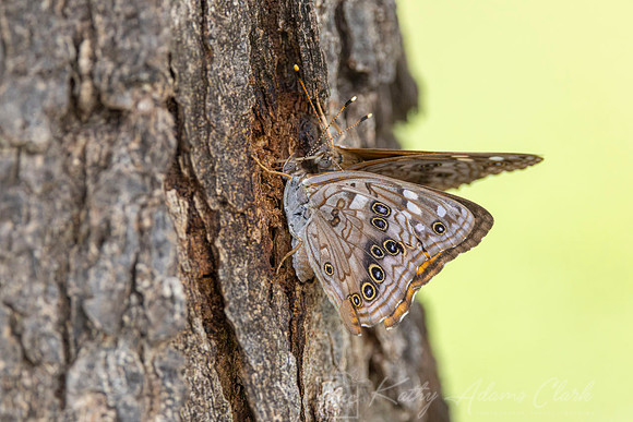 Hackberry emperor KAC0493-Enhanced-NR