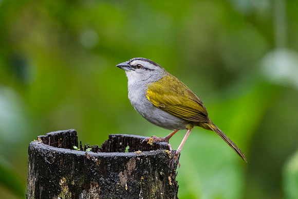 Black-striped sparrow KAC0041