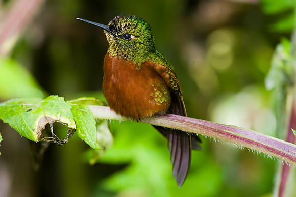 Chestnut-breasted coronet KAC607294