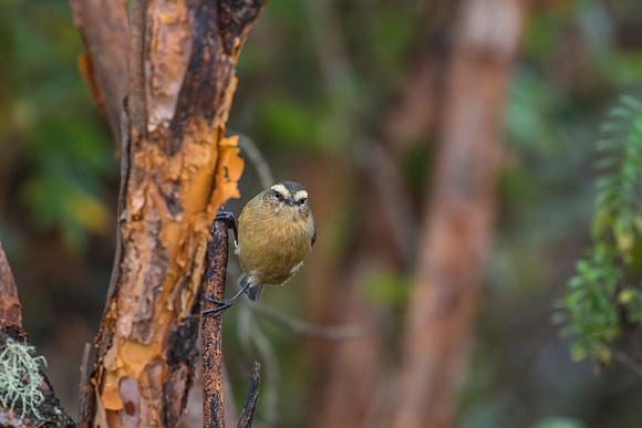 Cinereous conebill KAC0671