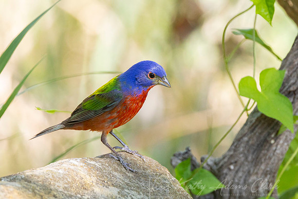 Painted bunting KAC1298