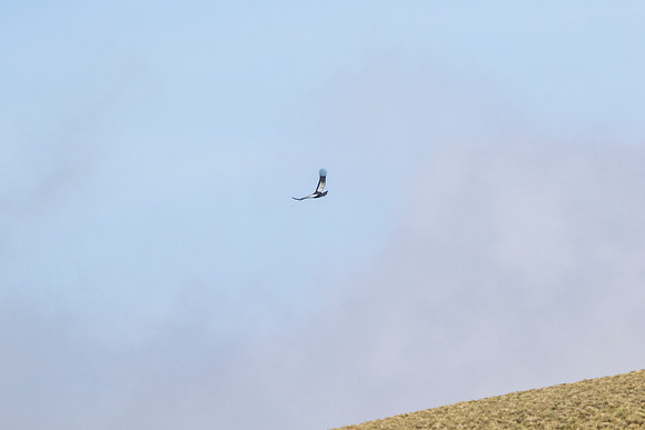 Andean Condor KAC8368