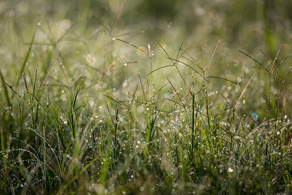 Summer Grasses KAC2762