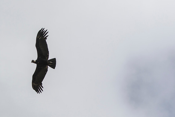 Andean Condor KAC8503