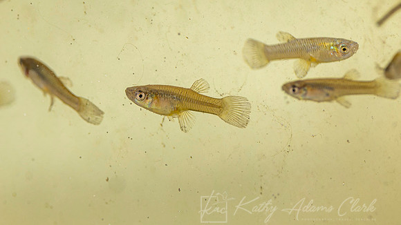Minnows guppies KAC9714