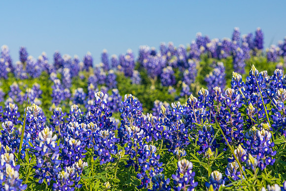 Texas Bluebonnet KAC0843