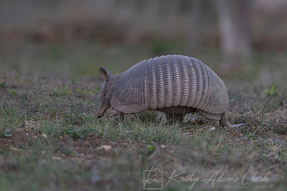 Nine-banded armadillo KAC1723