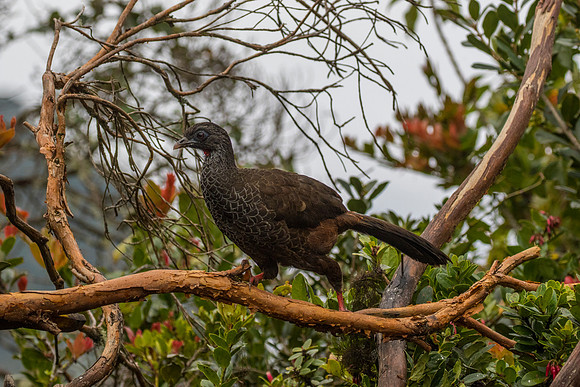 Andean guan KAC9177