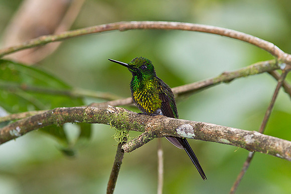 Empress brilliant hummingbird KAC0370