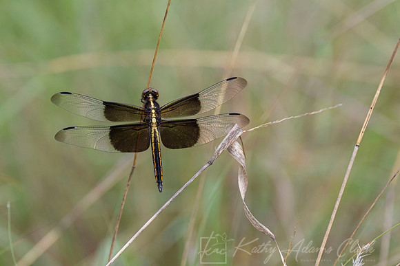 Widow skimmer dragonfly KAC7978