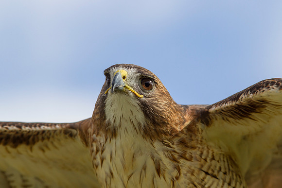 Red-tailed hawk KAC7399