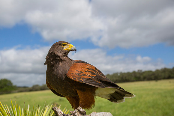 Harris's hawk KAC7698