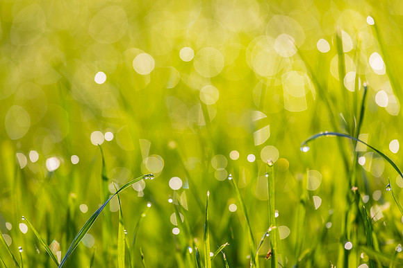 Grass Morning Spring KAC0586