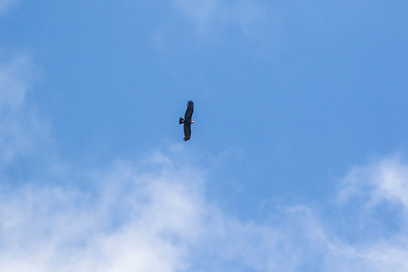 Andean Condor KAC8360