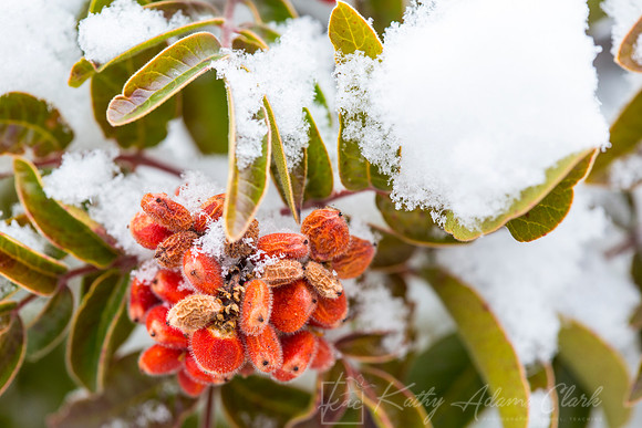 Littleleaf Sumac KAC0016