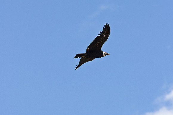 Andean condor KAC9908