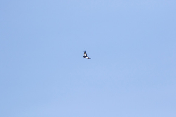 Andean Condor KAC8397