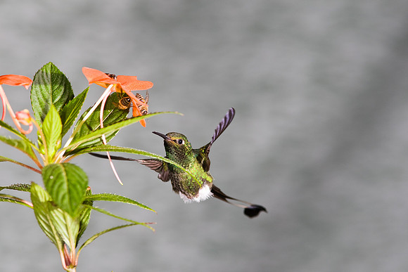 Booted racket-tail hummingbird KAC4813