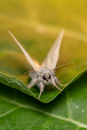 Moth Species KAC0881