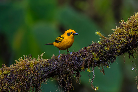 Golden tanager KAC9873
